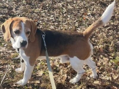 Zaginął piesek rasy Beagle