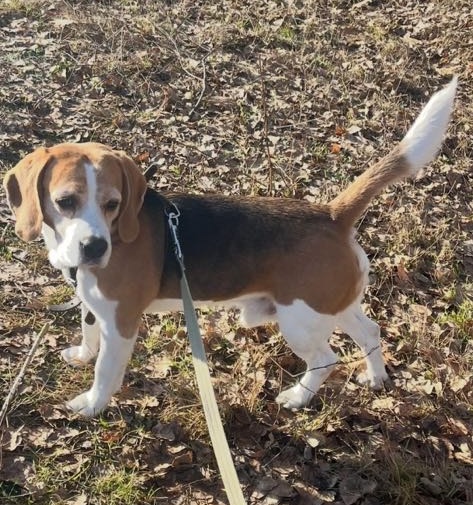 Zaginął piesek rasy Beagle