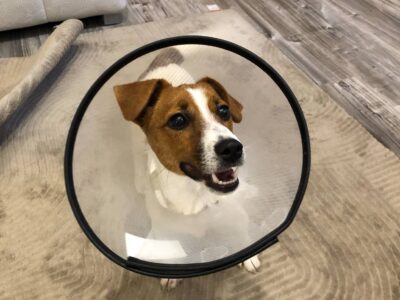 Zaginął Jack Russell Terrier