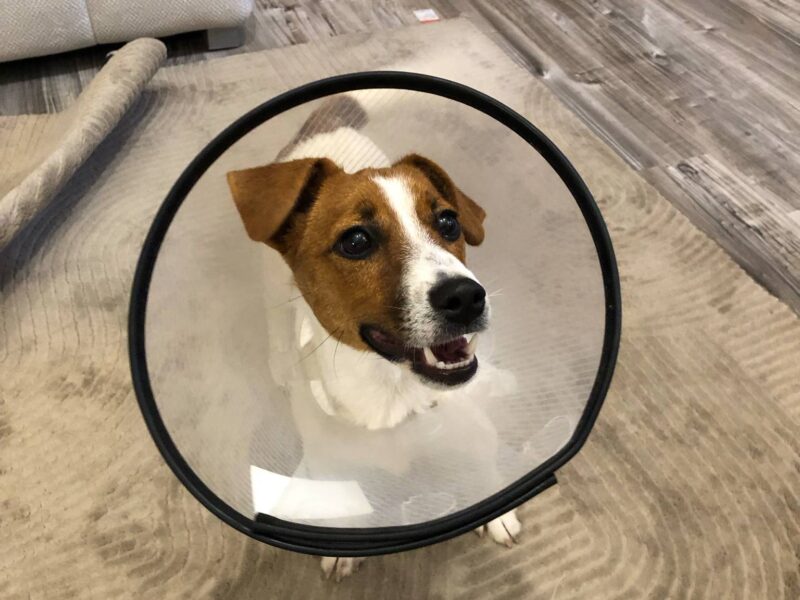 Zaginął Jack Russell Terrier