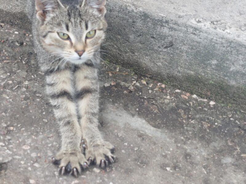 Zaginął kotek Puszek