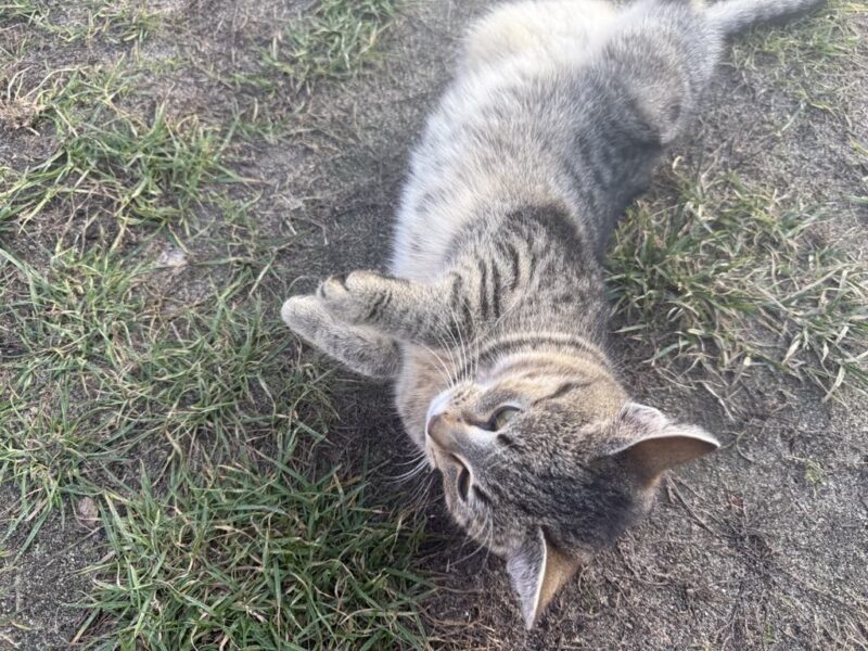 Zaginął kotek Puszek