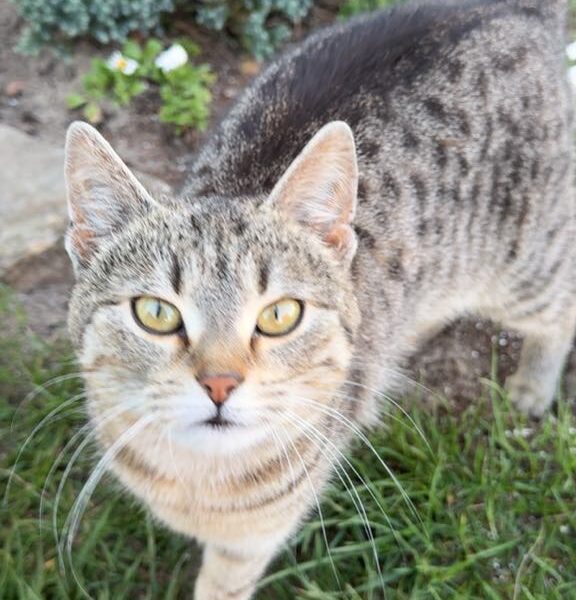 Zaginął kotek Puszek