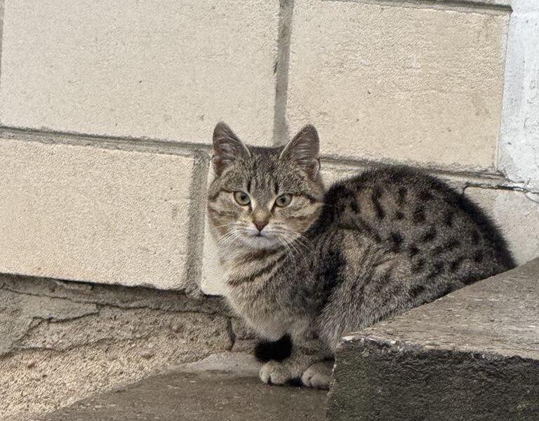 Zaginął kotek Puszek