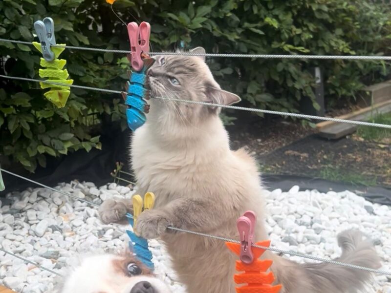 Zaginął kot rasy Ragdoll Ursynów