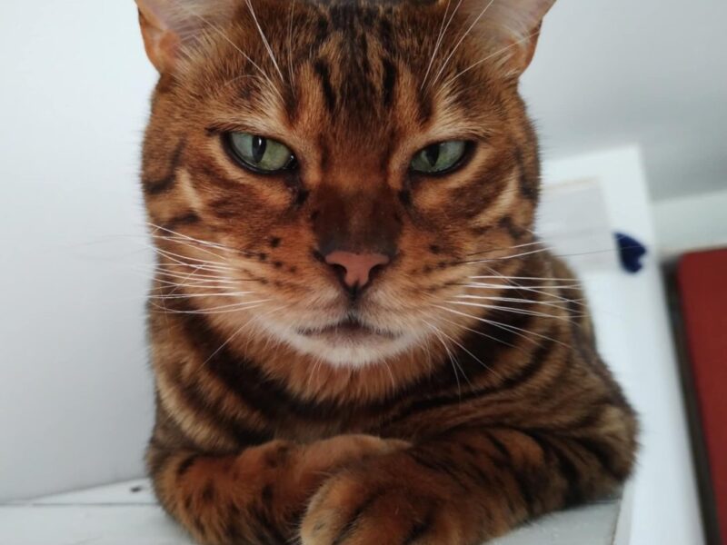 Zaginął nasz ukochany Kocurek