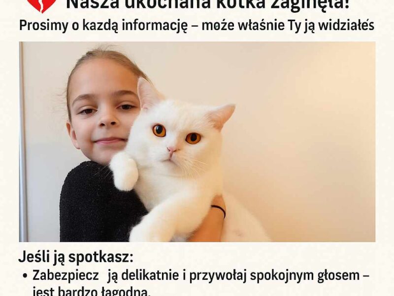 Zaginęła Kotka Brytyjska Biała