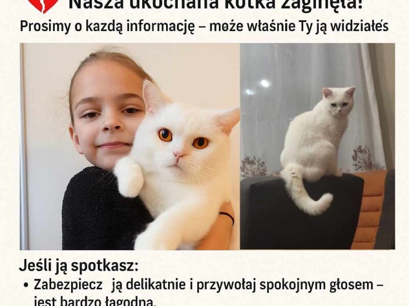 Zaginęła Kotka Brytyjska Biała