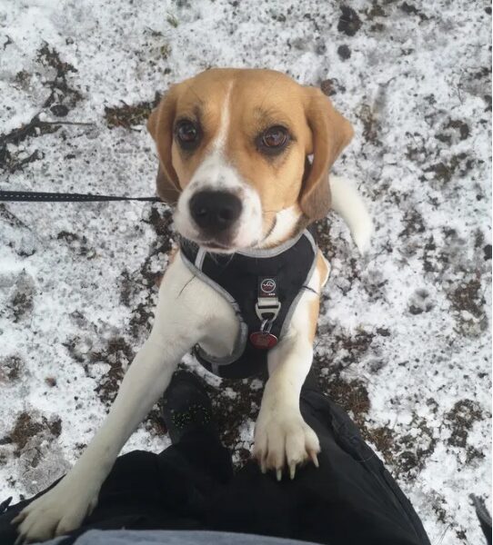 Zaginęła Sunia Beagle Cieksyn