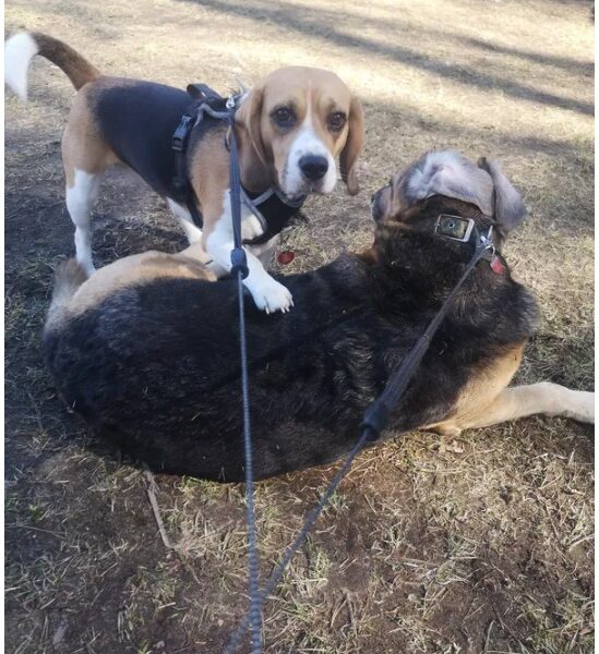 Zaginęła Sunia Beagle Cieksyn