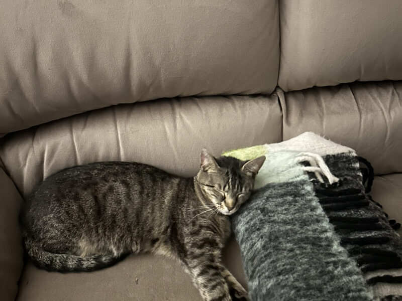 Zaginęła mała bura kotka