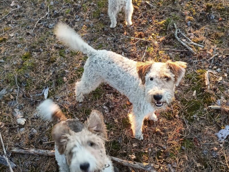 Zaginął pies Bruce