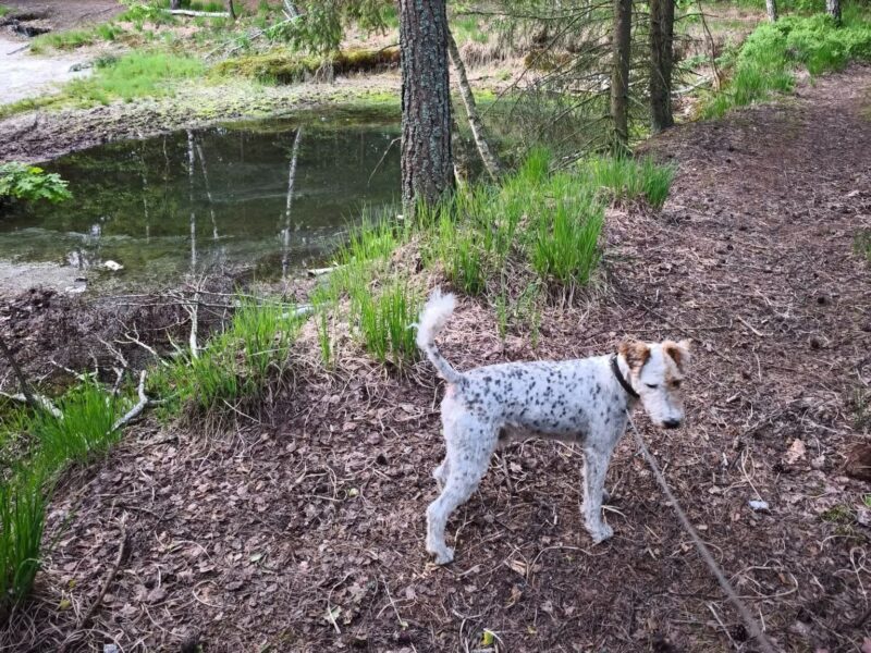 Zaginął pies Bruce
