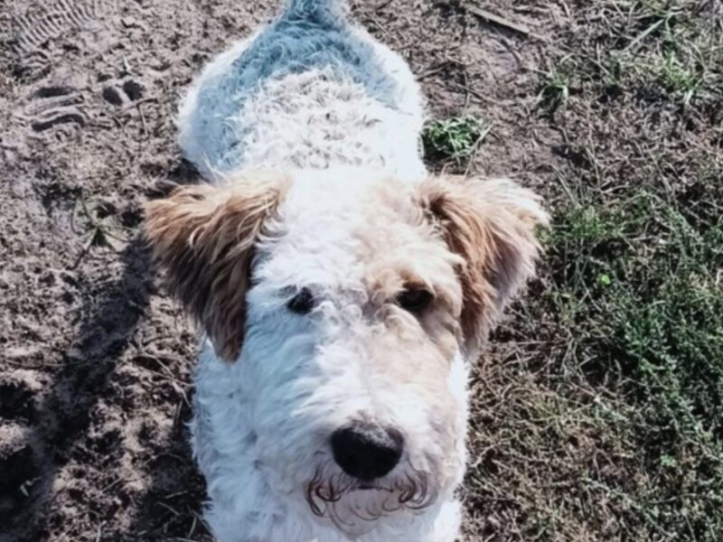 Zaginął pies Bruce