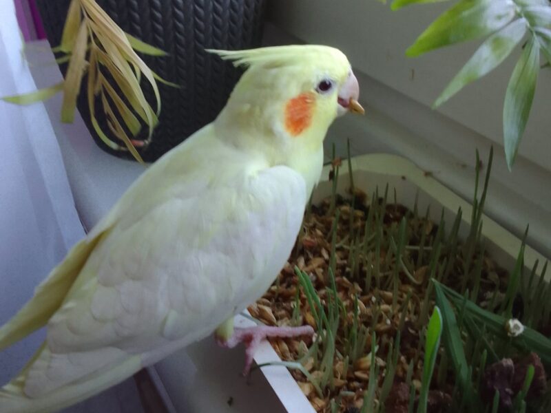 Zaginęła Papużka Nimfa