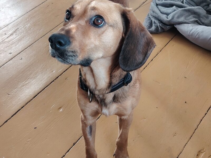 Poszukiwany piesek Falkon