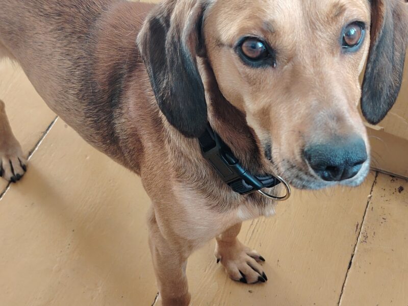 Poszukiwany piesek Falkon