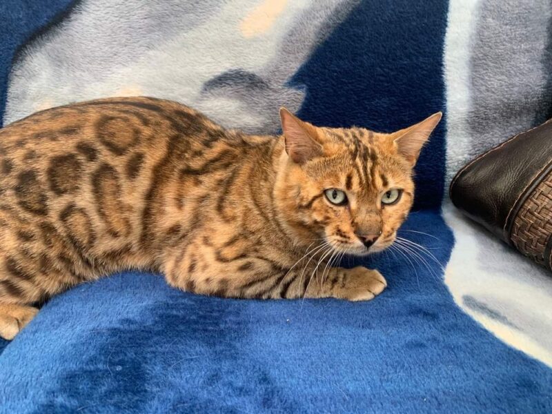 Zaginął Kot Bengalski