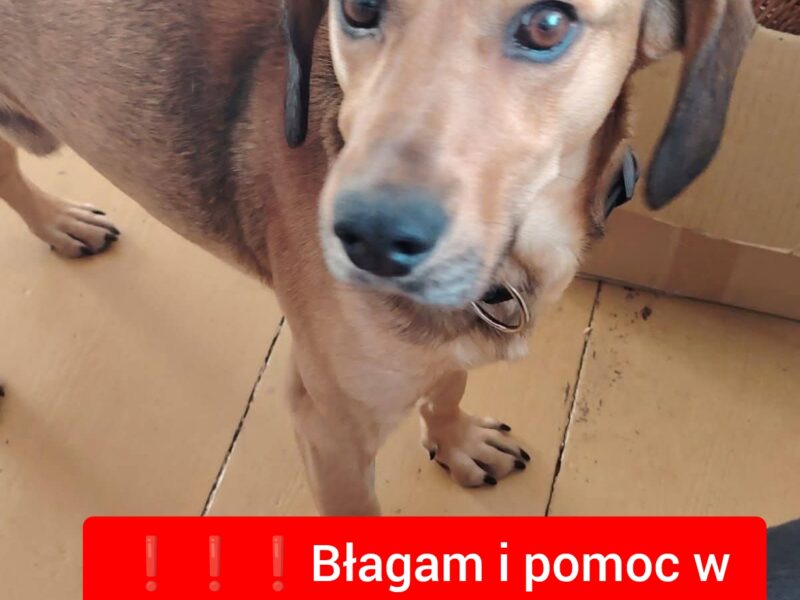 Poszukiwany piesek Falkon