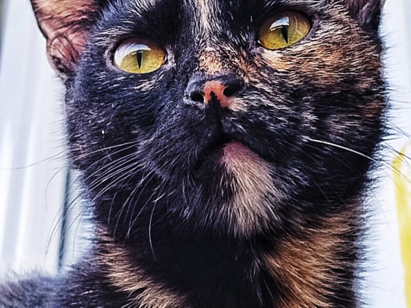 Zaginęła kotka Minerva