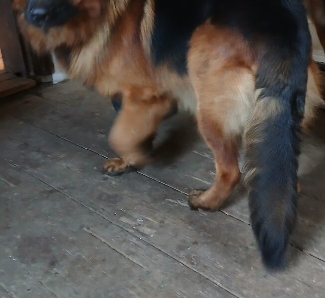 Zaginał Owczarek Niemiecki Długowłosy