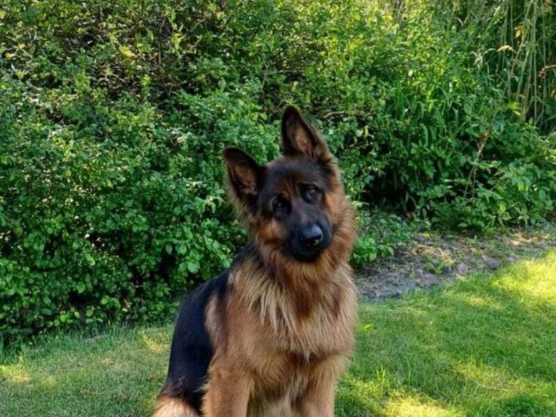 Zaginał Owczarek Niemiecki Długowłosy