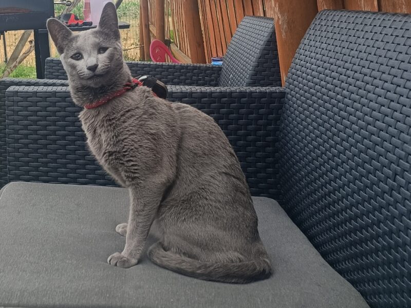 Zaginęła kotka Kasprowo