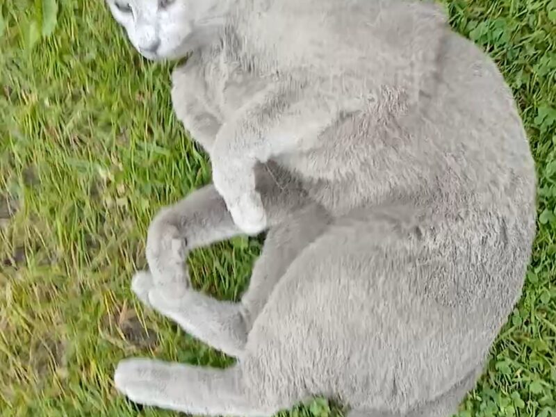 Zaginęła kotka Kasprowo