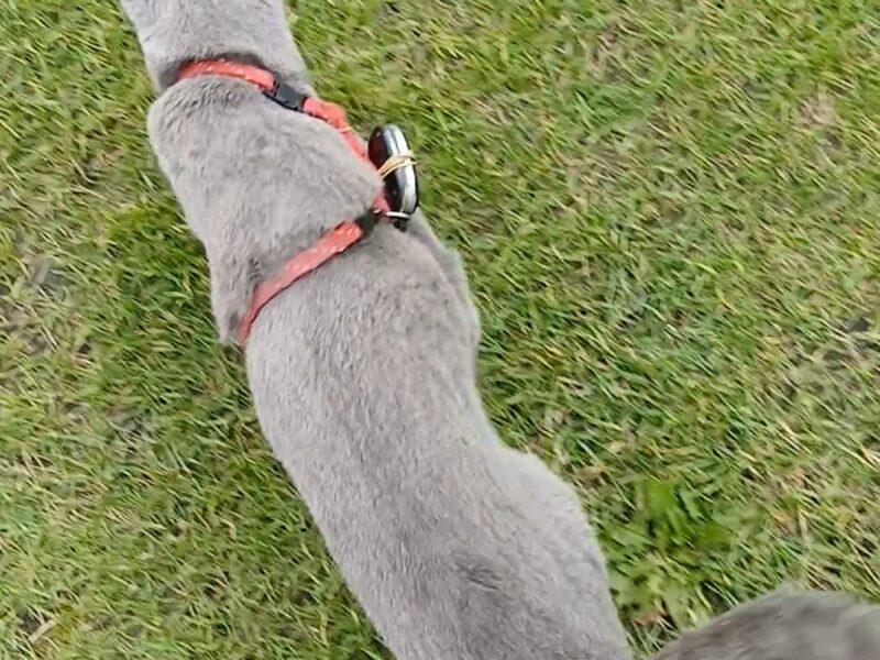 Zaginęła kotka Kasprowo