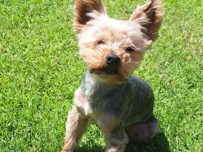 Zaginął ukochany piesek Odi