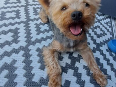 Zaginął ukochany piesek Odi