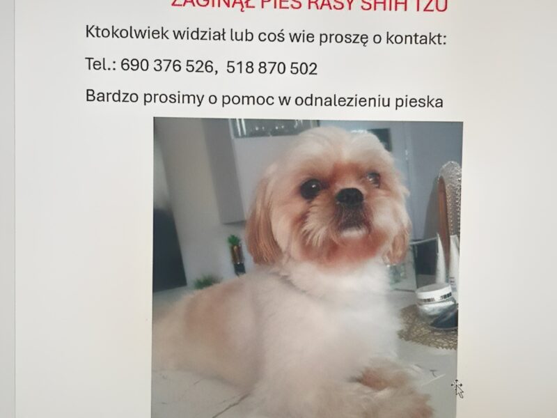 Zaginął piesek Tedi