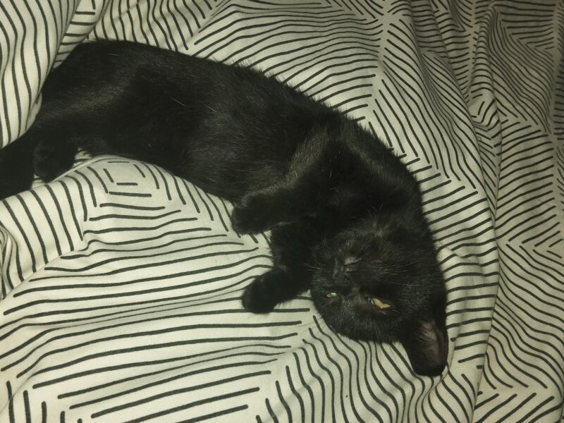 Zaginęła kotka Lilka