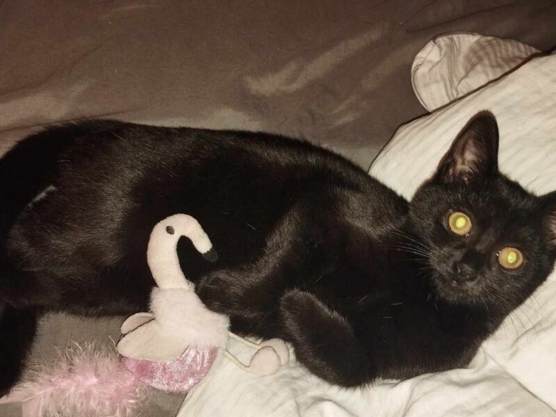 Zaginęła kotka Lilka