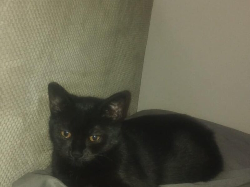 Zaginęła kotka Lilka