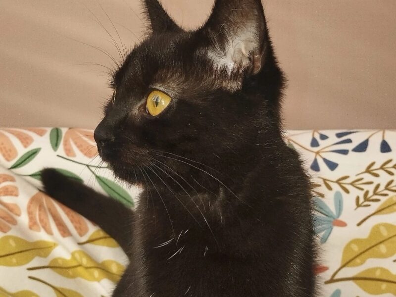 Zaginęła kotka Lilka