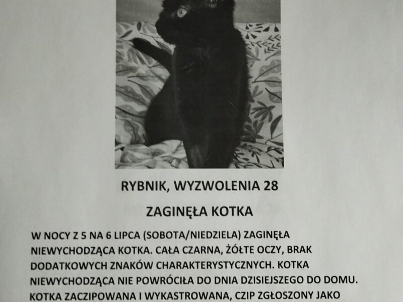 Zaginęła kotka Lilka