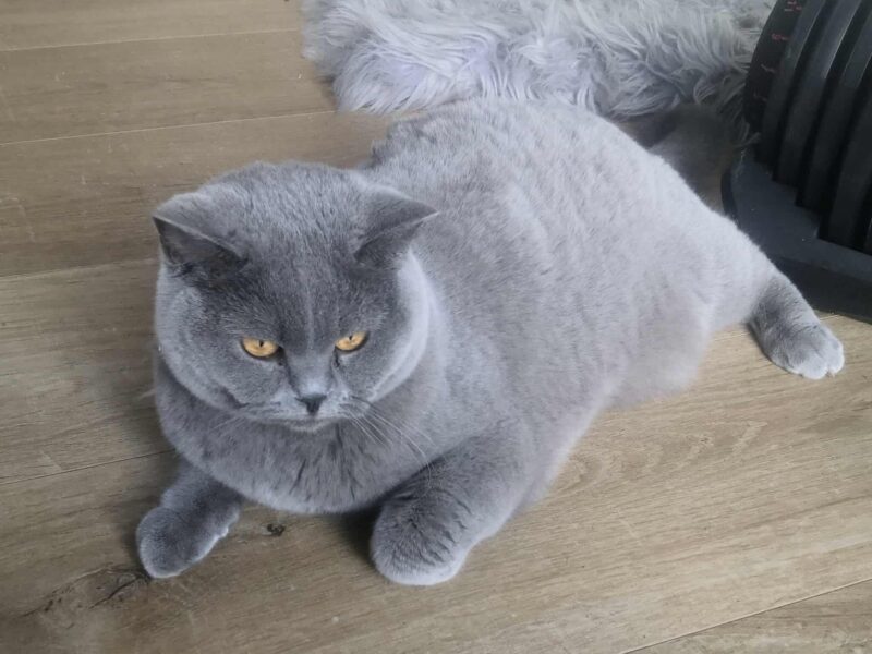 Zaginęła kotka w Kępnie