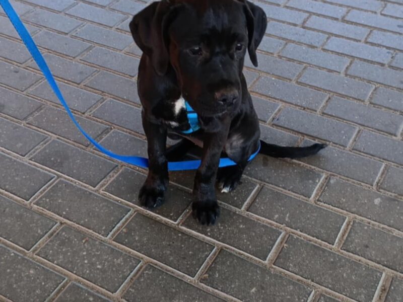 ZAGINEŁA Birma vel Becia