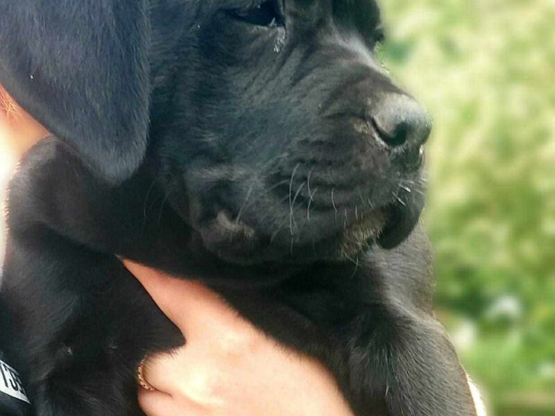 ZAGINEŁA Birma vel Becia