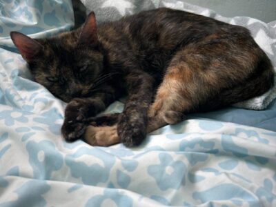 Zaginęła kotka szylkretka