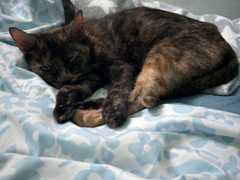 Zaginęła kotka szylkretka