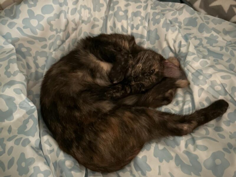 Zaginęła kotka szylkretka