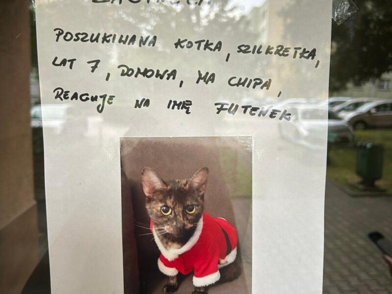 Zaginęła kotka szylkretka