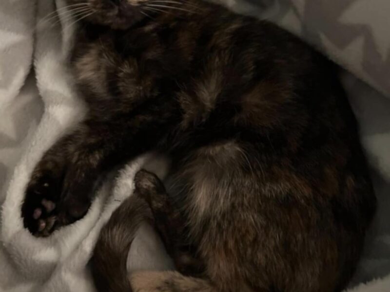 Zaginęła kotka szylkretka