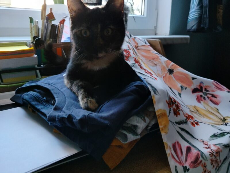 Zaginęła mała kotka Damulka - odnalazła się