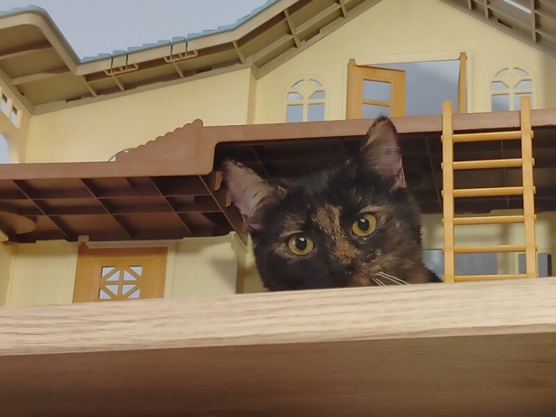 Zaginęła mała kotka Damulka - odnalazła się