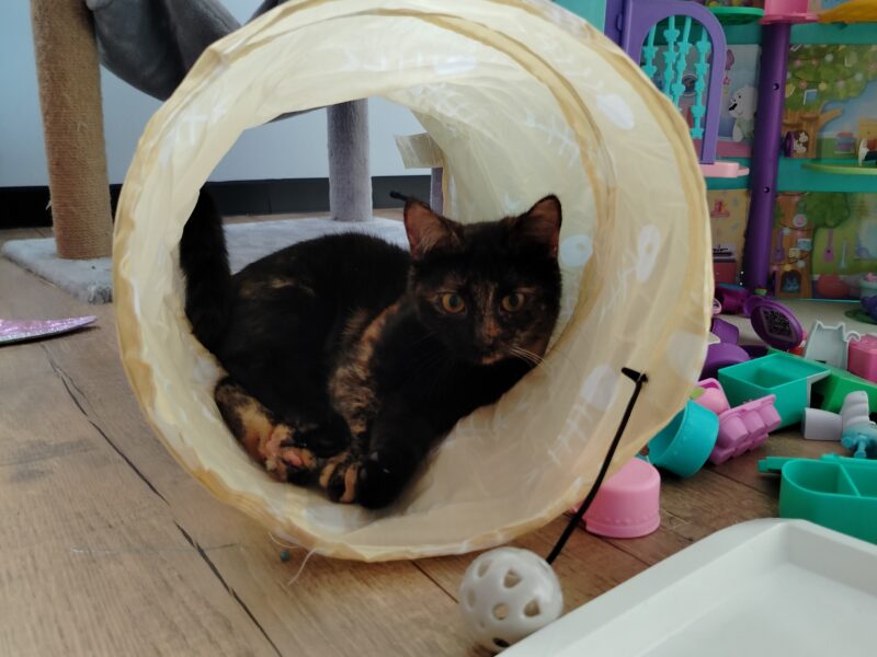 Zaginęła mała kotka Damulka - odnalazła się