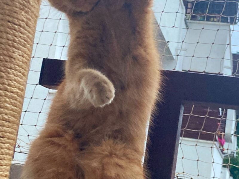 Zaginął rudy kocurek Jurek