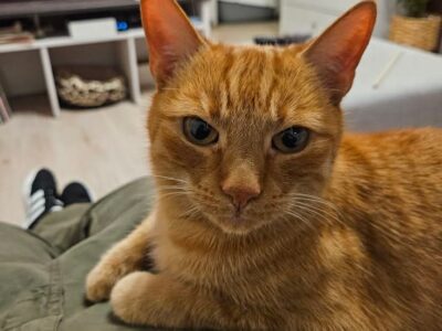 Zaginął rudy kocurek Jurek